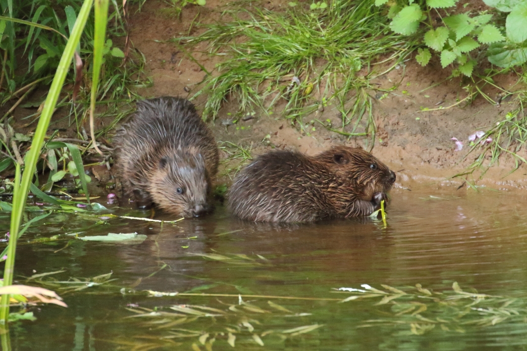 River Otter Beaver Trial | Devon Wildlife Trust